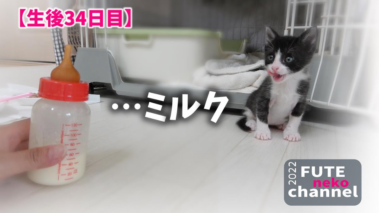 ミルクの誘惑に正直すぎる子猫｜てんと＆そら㉝【保護子猫】