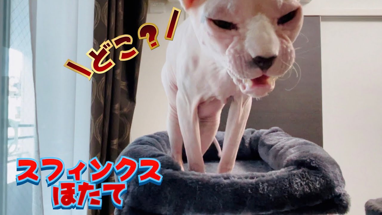 たぶん財宝を探しているスフィンクスほたて【スフィンクス猫】