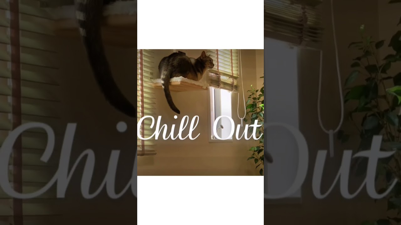幸せな時間♡#shorts #猫 #猫動画 #アビシニアン#セルカークレックス