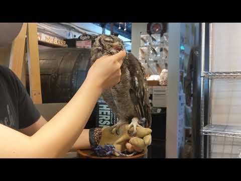 アビシニアンワシミミズク☆小町