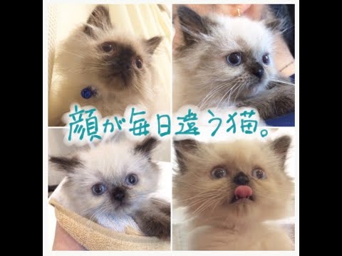同じ猫でもこんなに違う！　ヒマラヤンのシールポイント（成長編）