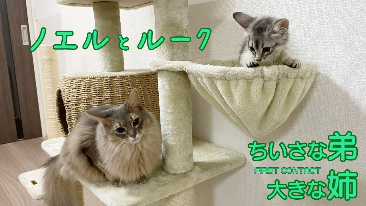 【ソマリ】ノエルは新入りくんと仲良くなれるのか！！