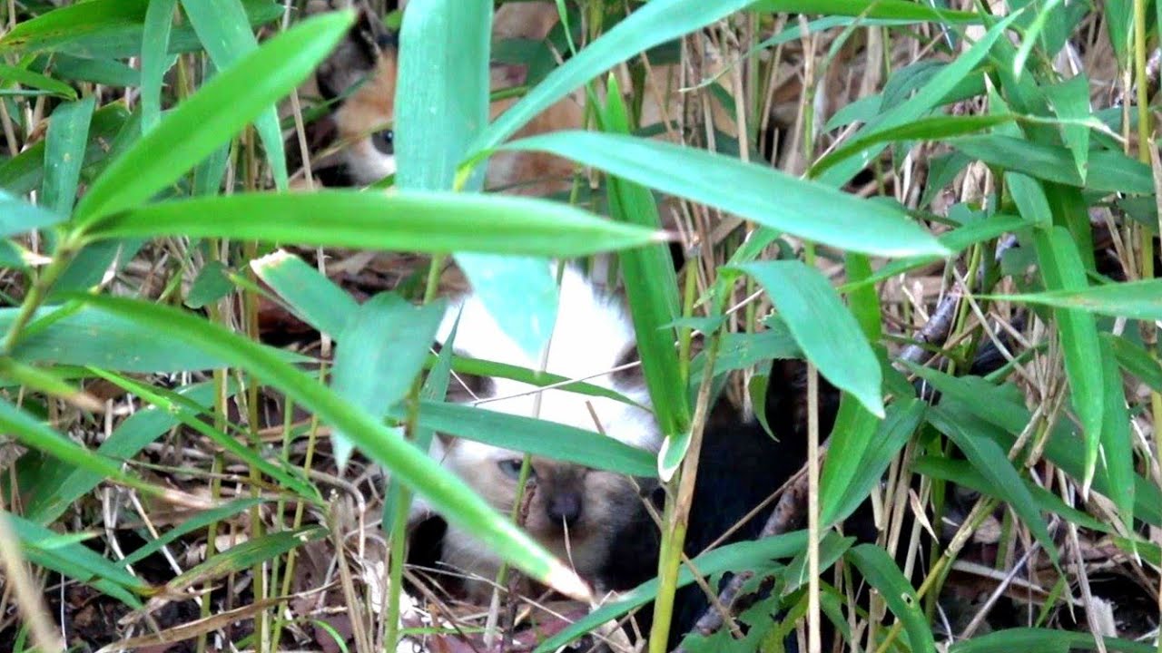 母猫に産み捨てにされていたシャム子猫を引取った時👶