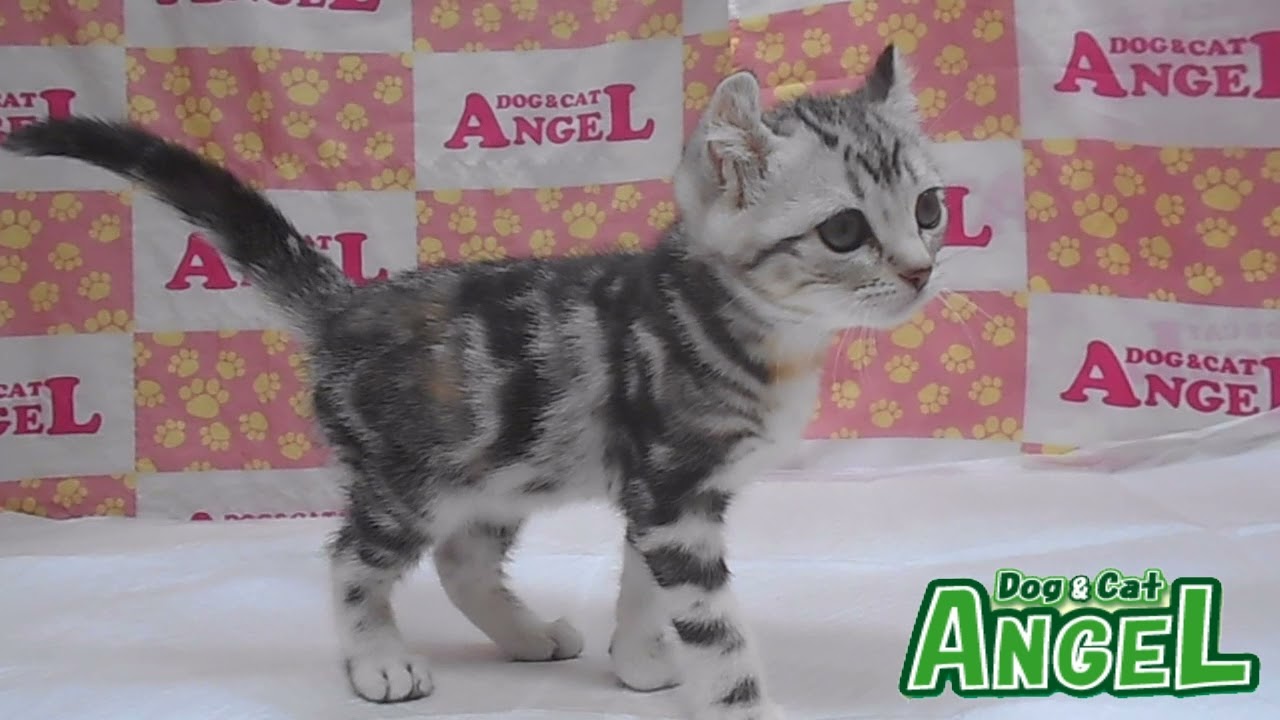 アメリカンカール 2112014 【ペットショップエンゼル　子犬・子猫販売】