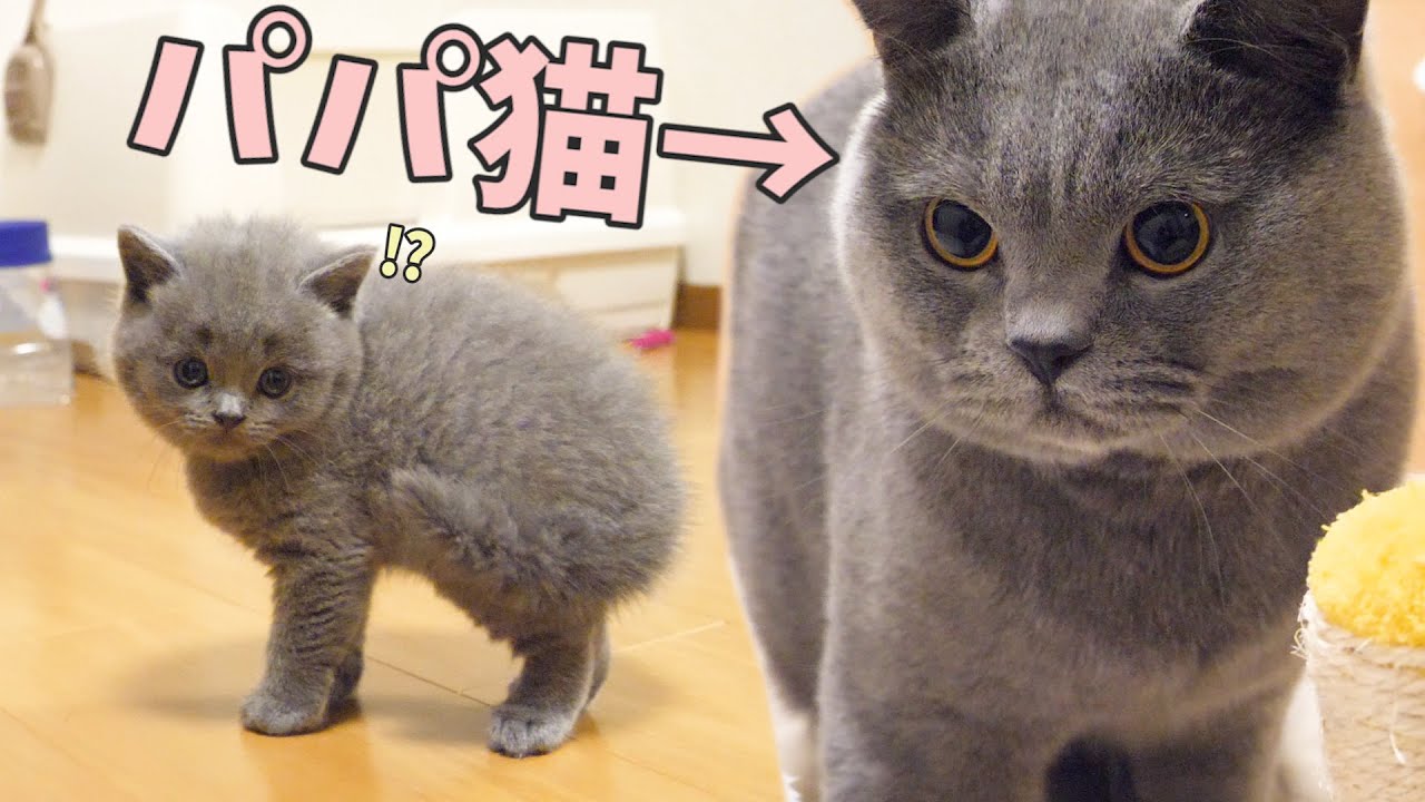 Here is the reaction of the kitten who first met the daddy cat ...