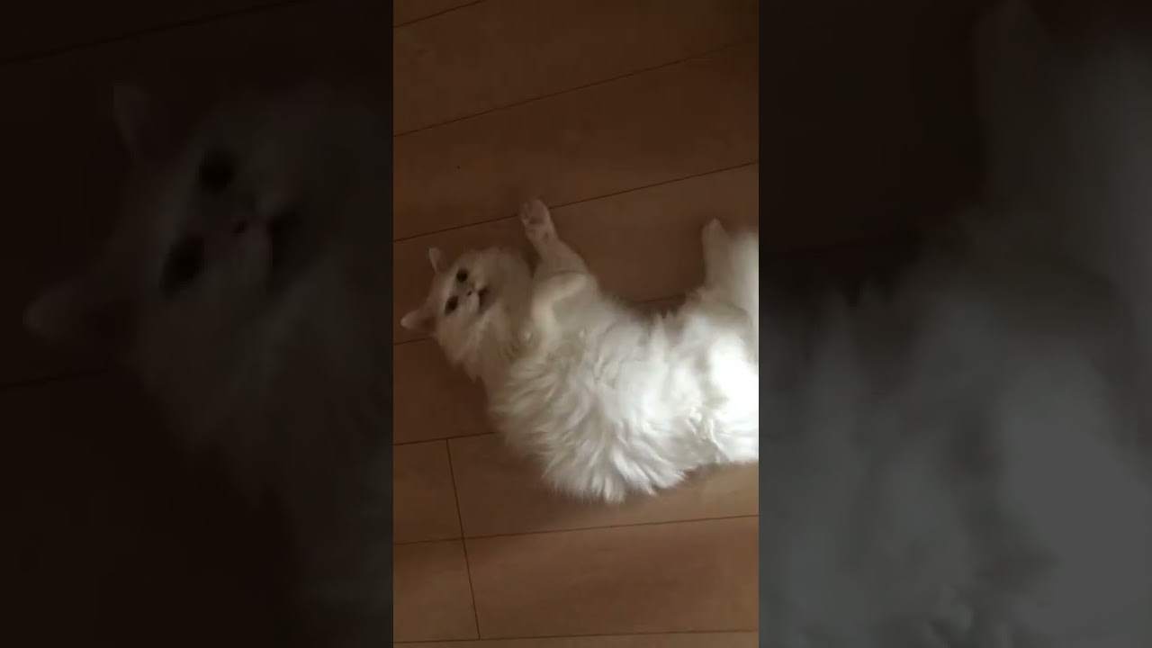 #cats  #猫  今日のルーちゃん　#ターキッシュアンゴラ