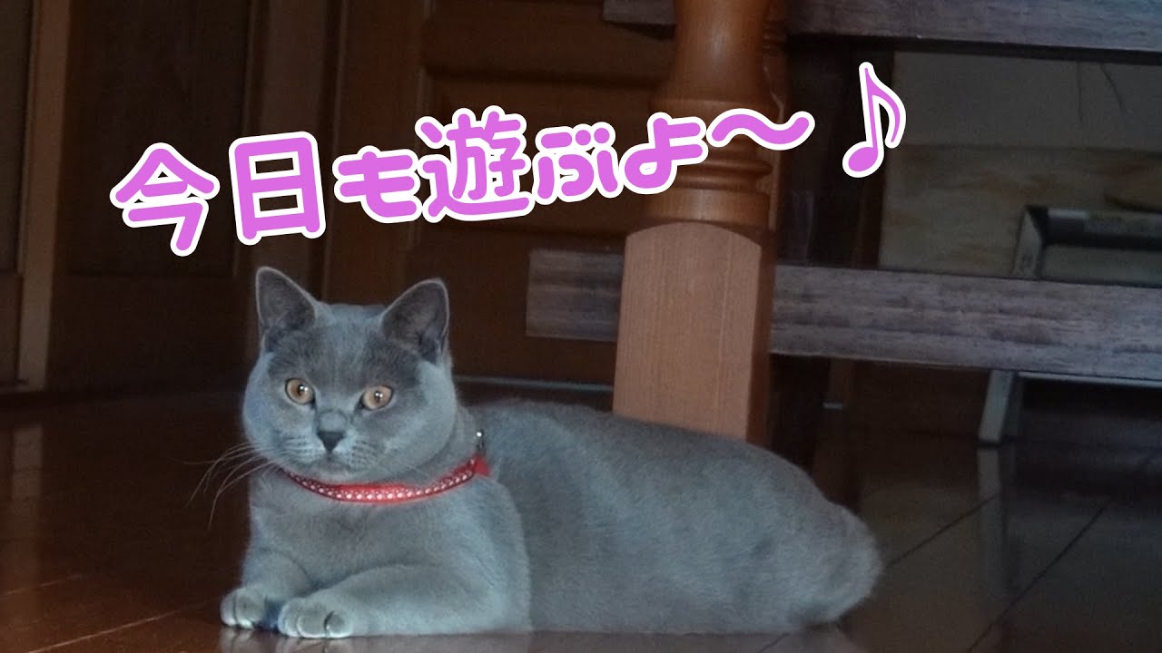 庭で元気に遊ぶ、猫のシャルトリューにハーネスを付けるとこうなります