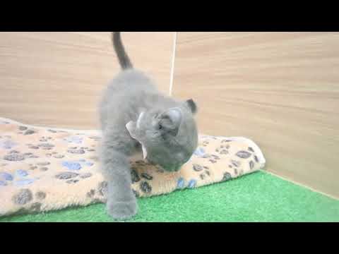 Coo&RIKU　No00598373 アメリカンカール