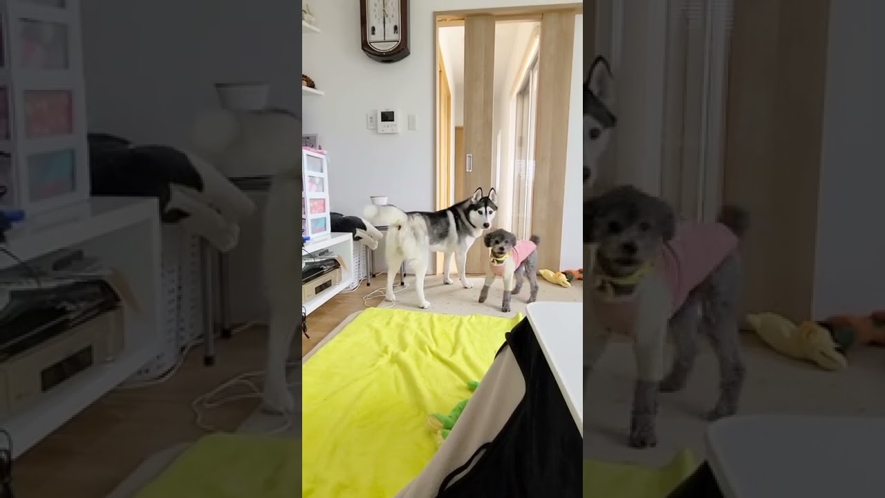 叱られた子猫が家出したと思い必死で心配して追いかけるハスキー犬達がこちら…笑#shorts