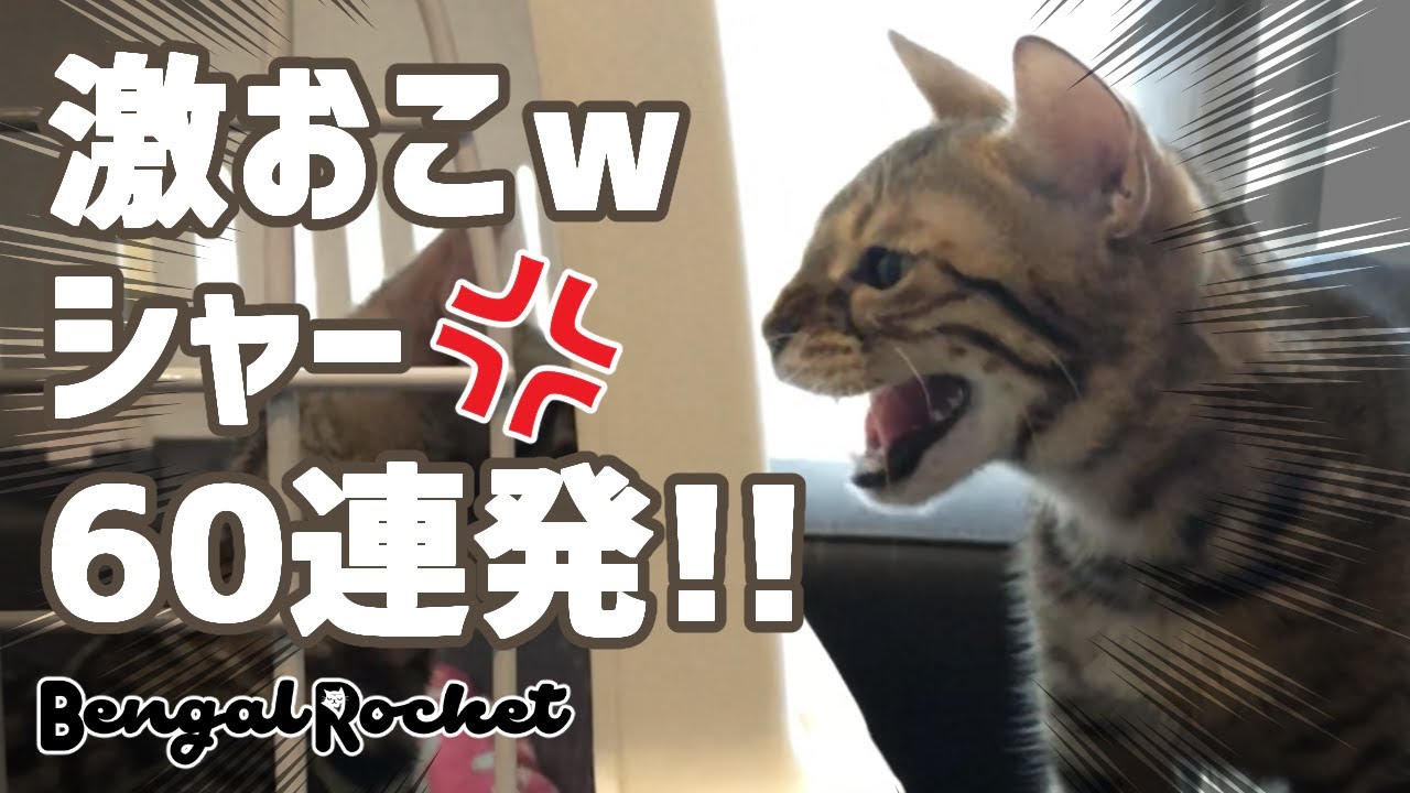 【激おこｗ】ベンガル猫の、シャー!!60連発 （動画説明欄をご覧ください。）【ベンガルロケット】