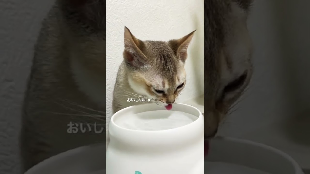 [シンガプーラ] 水をチロチロする猫ちゃんが可愛い💕💕