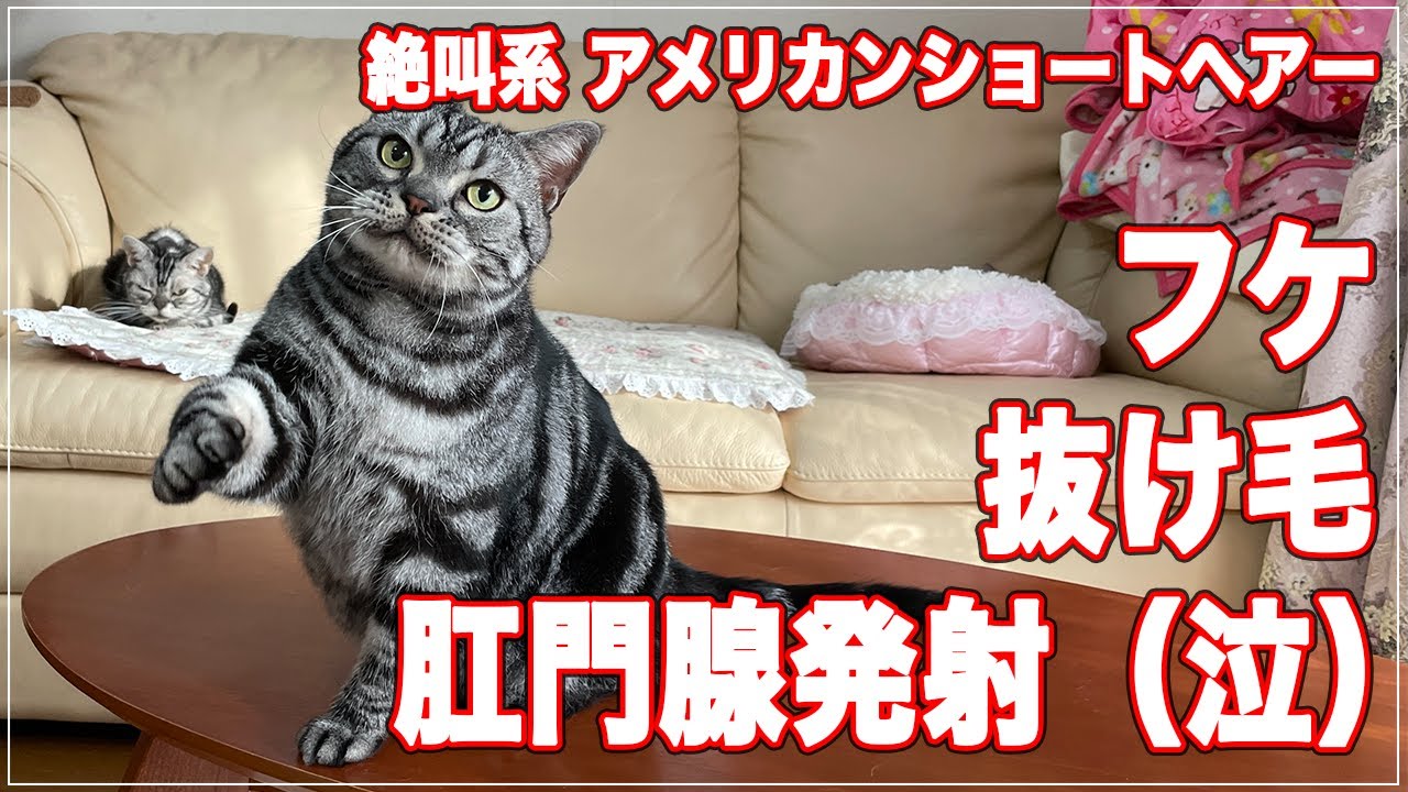 【フケ】に悩むアメショーのシャンプー、ハプニングも発生【抜け毛】