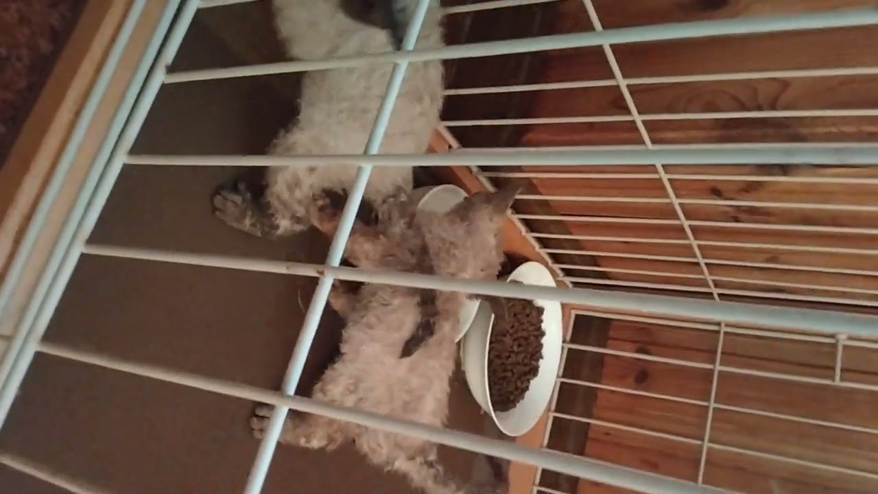 デボンレックスキティ