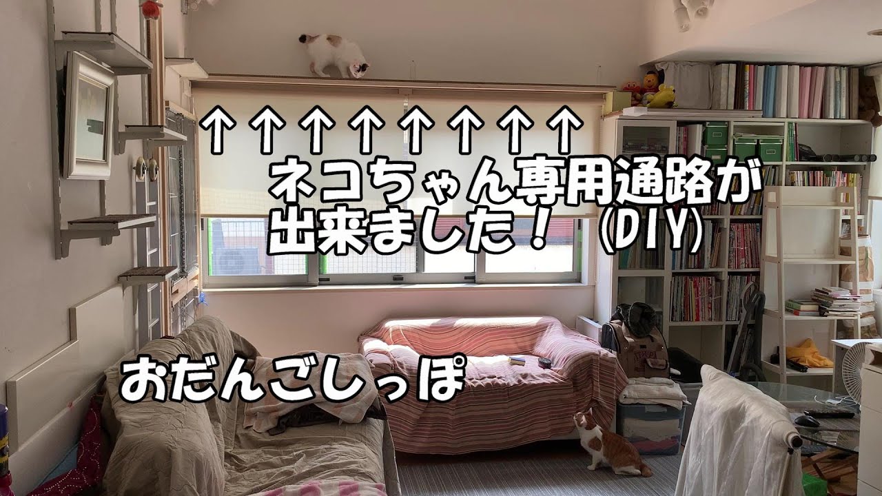😄A012【DIY】にゃんこ専用通路が出来ました‼【diy】【おだんごしっぽ】【ウーロンチャイ】【猫動画】【保護猫】【兄妹猫】【Japanese Bobtail 】【Odango_shippo】