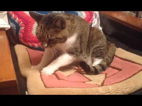 【デブ猫編】嫁の実家で猫がもみもみしてた