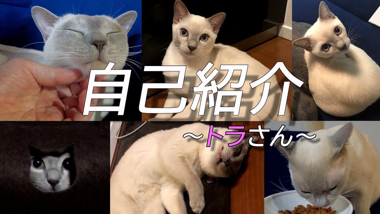 【自己紹介】【トンキニーズ】トラさん2歳記念（＃25）