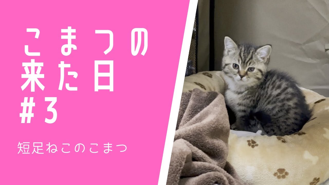 【こまつの来た日#3】やっとおうちに到着！ #Shorts