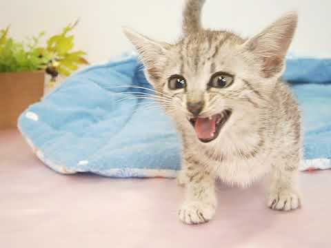 Coo&RIKU　No375337　エジプシャンマウ