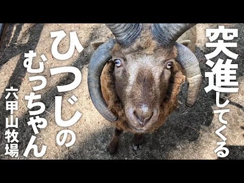 突進するひつじ【六甲山牧場】興奮して突進してくるマンクスロフタンのむっちゃん⤴