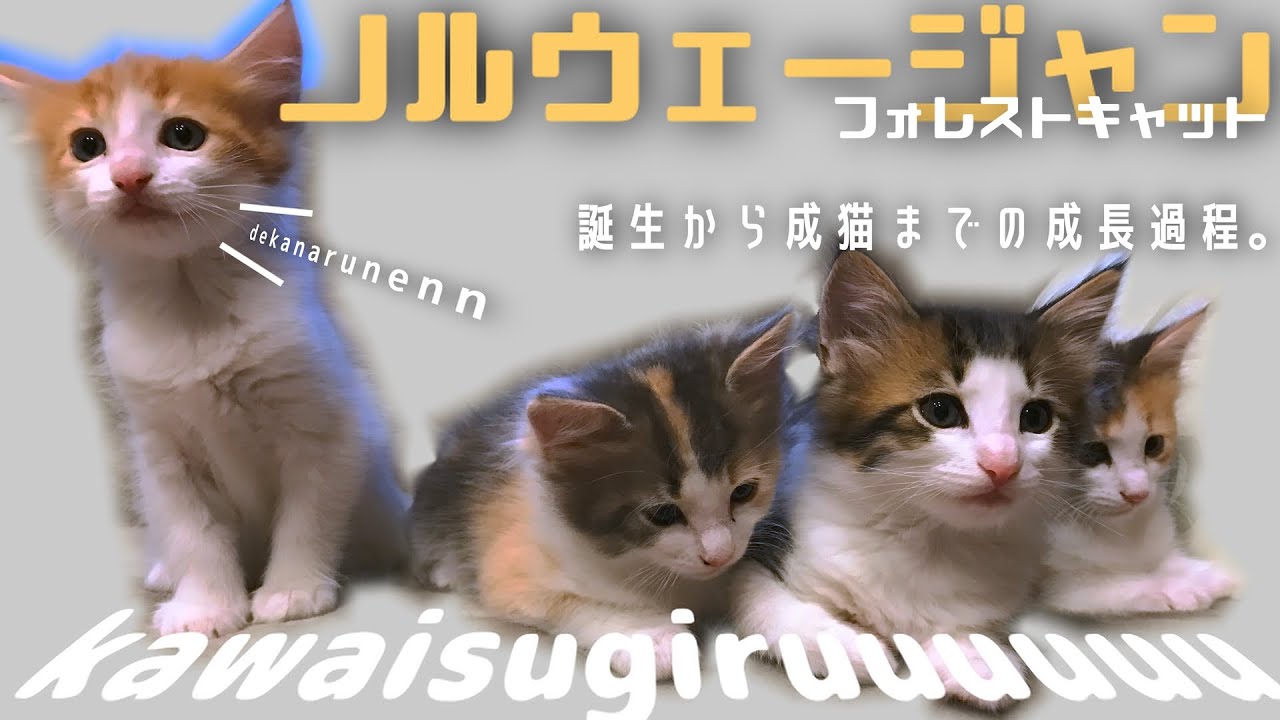 【成長過程】生後0日から２歳半までのノルウェージャンフォレストキャット｜７５g→９kgになりました