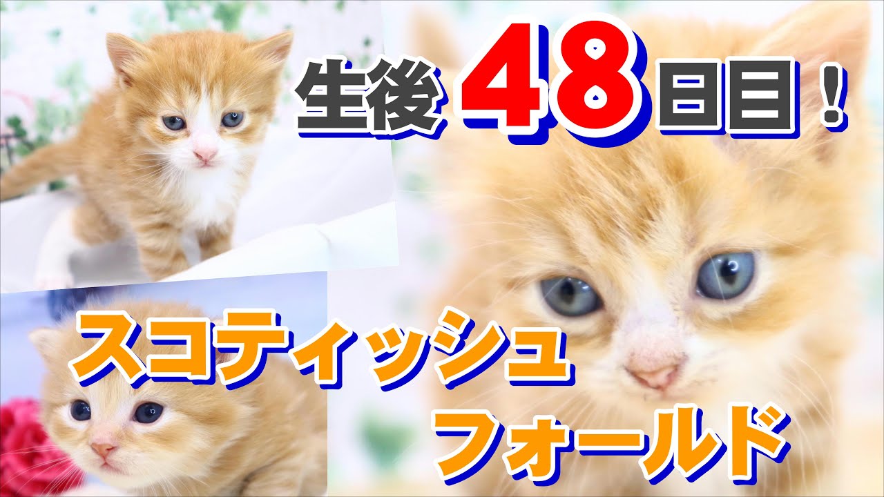 【スコティッシュフォールド】幼少期からもスコティッシュの本領発揮！？