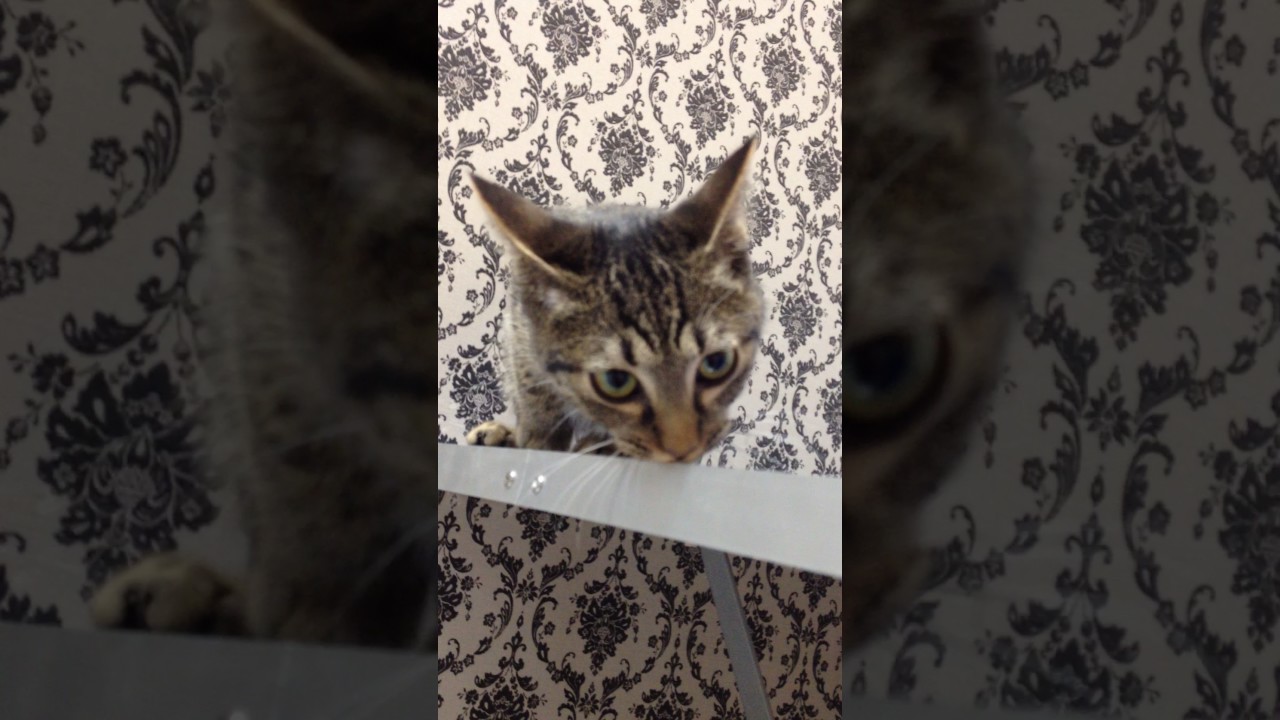 ペットショップCOO&RIKU　オシキャット　298241