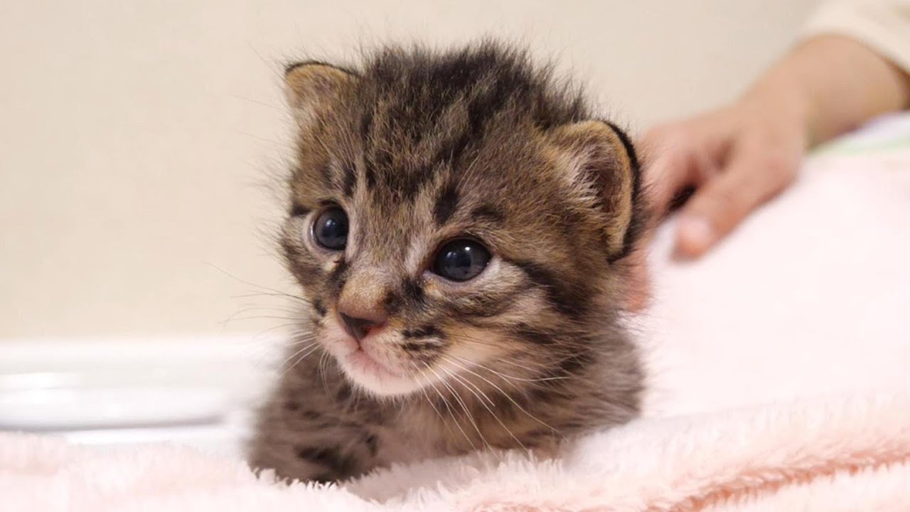 ふかふかの毛布にくるまれた子猫が嬉しそうな表情で眠る【赤ちゃん猫　保護猫】