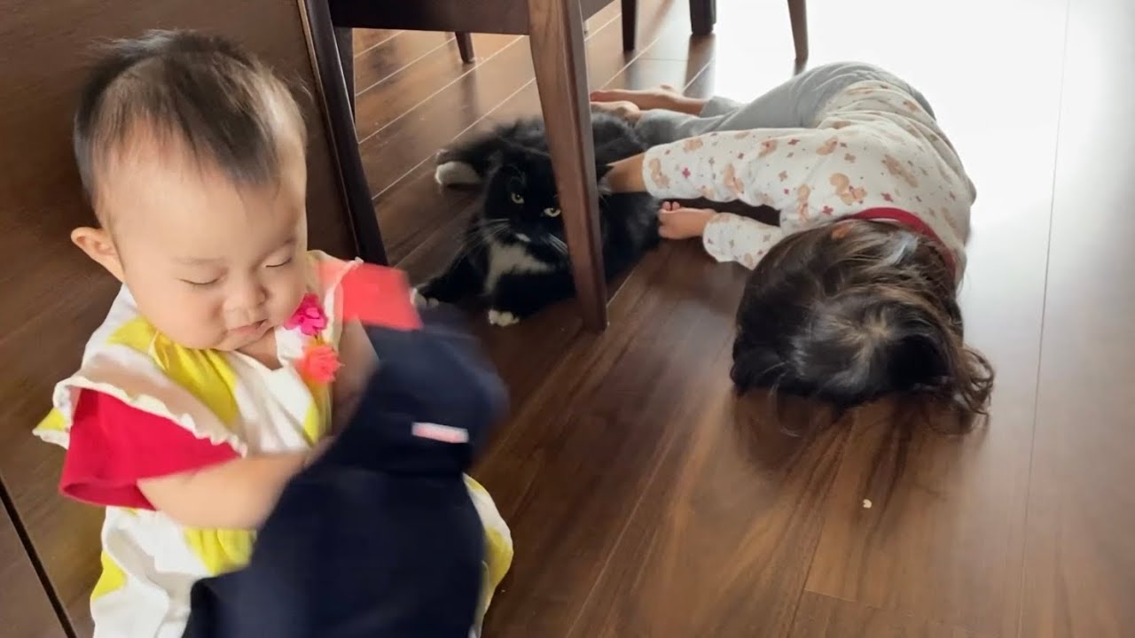 娘には無防備で何でも許す猫　ラガマフィンA cat that is defenseless and forgives anything to her daughter. Ragamuffin.