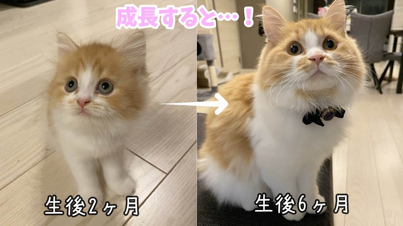 長毛マンチカンの子猫は6ヶ月でこんなにも成長します…！