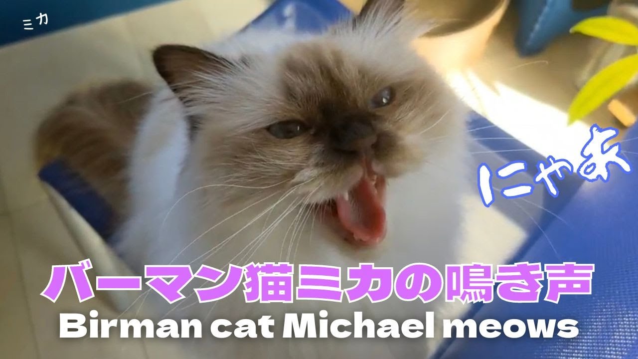 強気な顔つきだけど、かわいい声【バーマン猫ミカの鳴き声】Birman cat Michael meows（バーマン猫）Birman/Cat