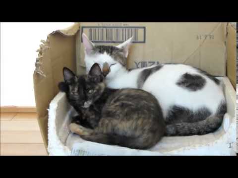 サバ白猫・コラット猫（ミックス）・サビ猫-雄・雌-0.5歳・1歳-08・22-9・20