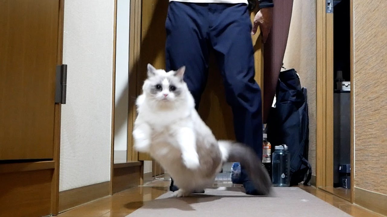 飼い主の帰宅が嬉しすぎて子どものように大はしゃぎするラグドール