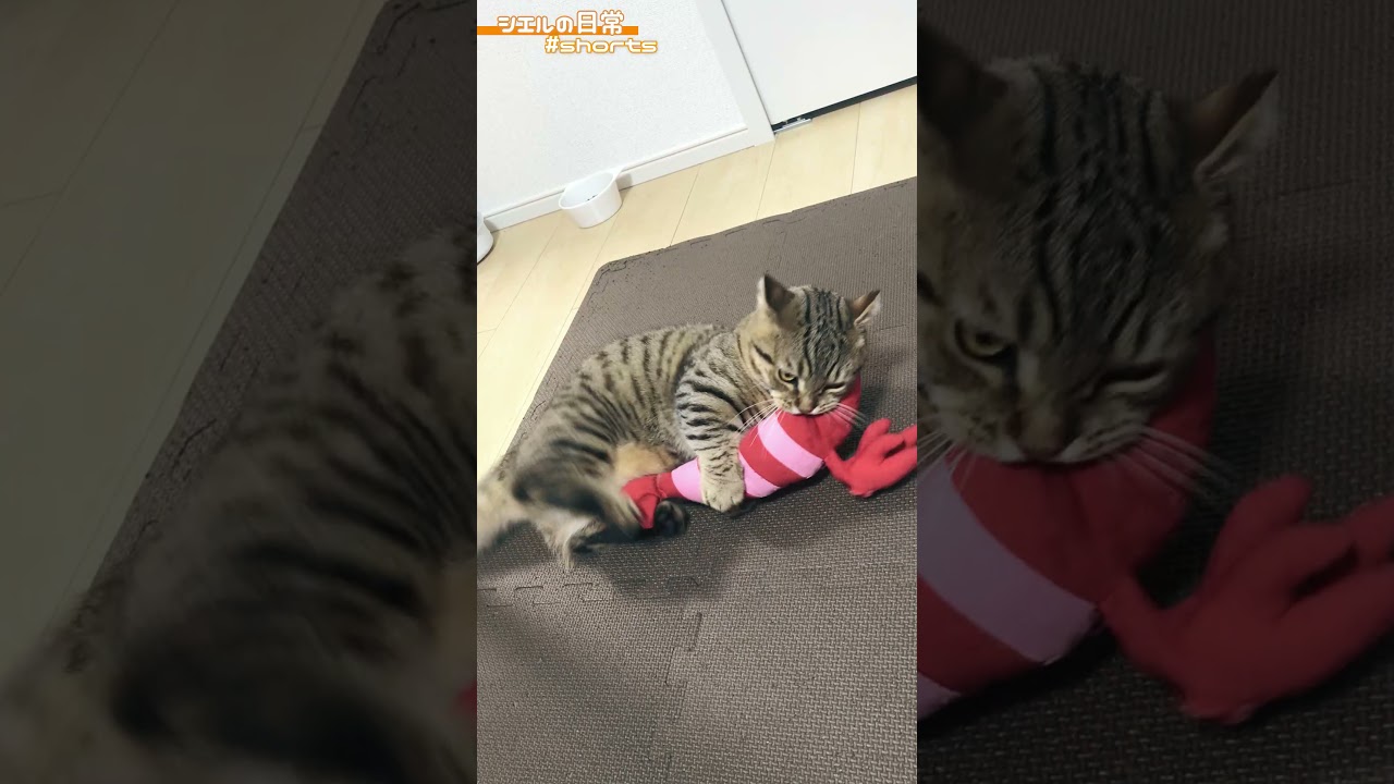 エビちゃんをケリケリするシエル君　/キンカロー　マンチカン×アメリカンカール　#Shorts