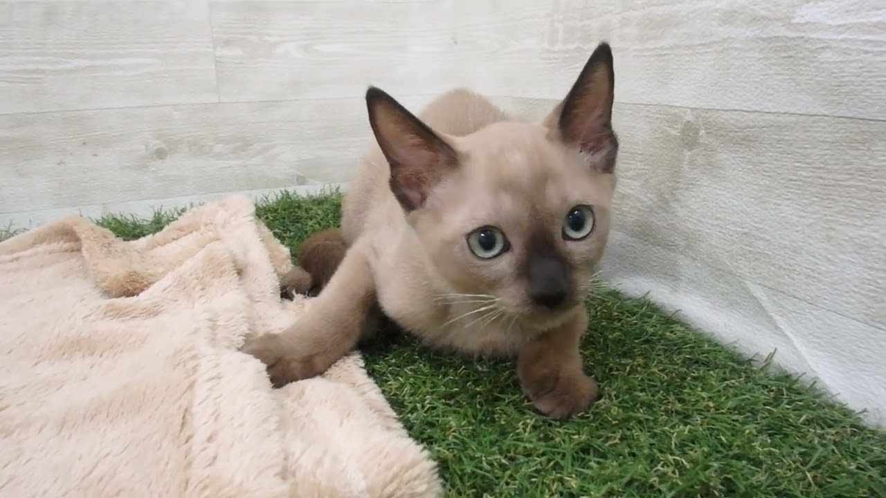 00593346 バーミーズ