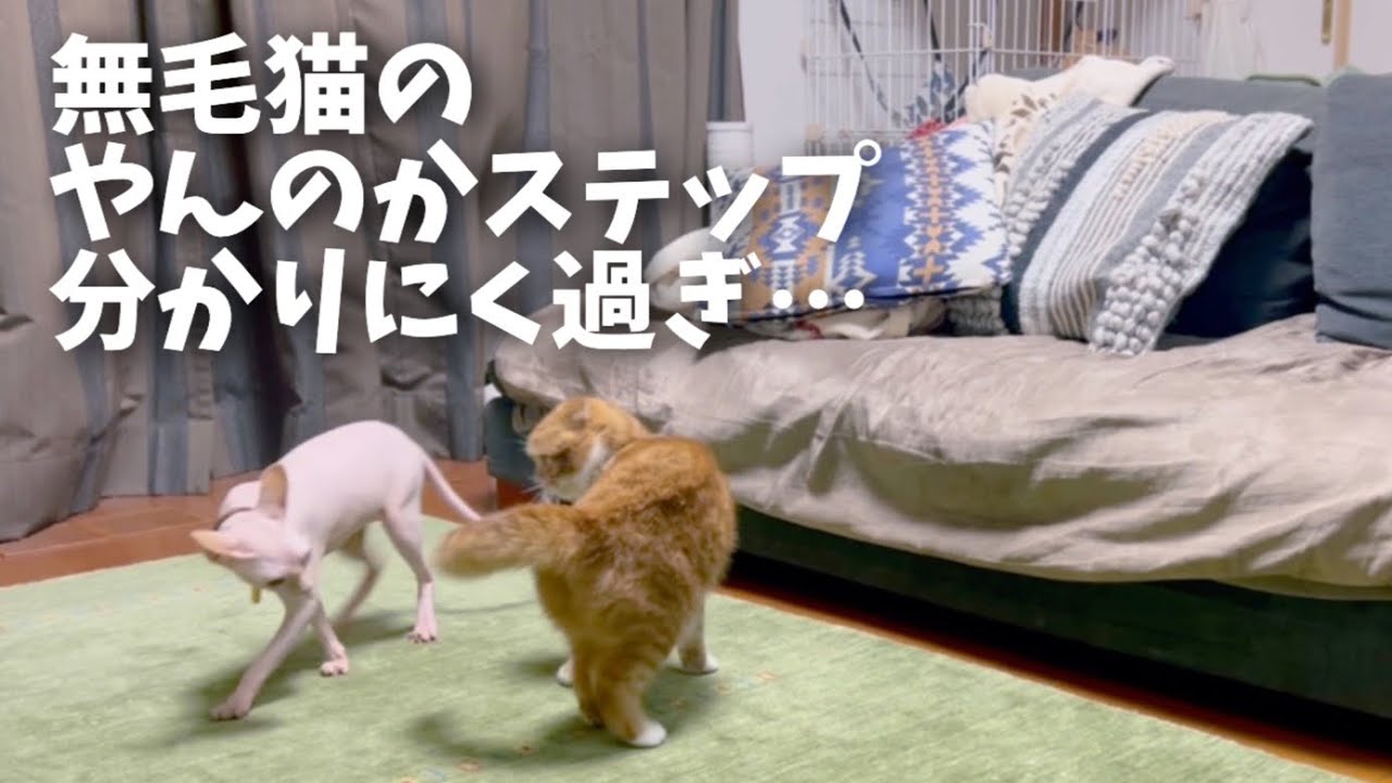 スフィンクス猫が先輩猫にオラオラな態度を取るので困っています…