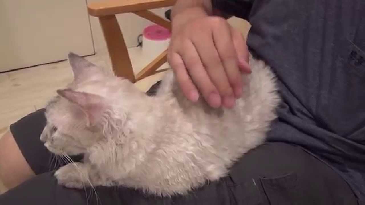 201408021910 タタンちゃん、オン膝