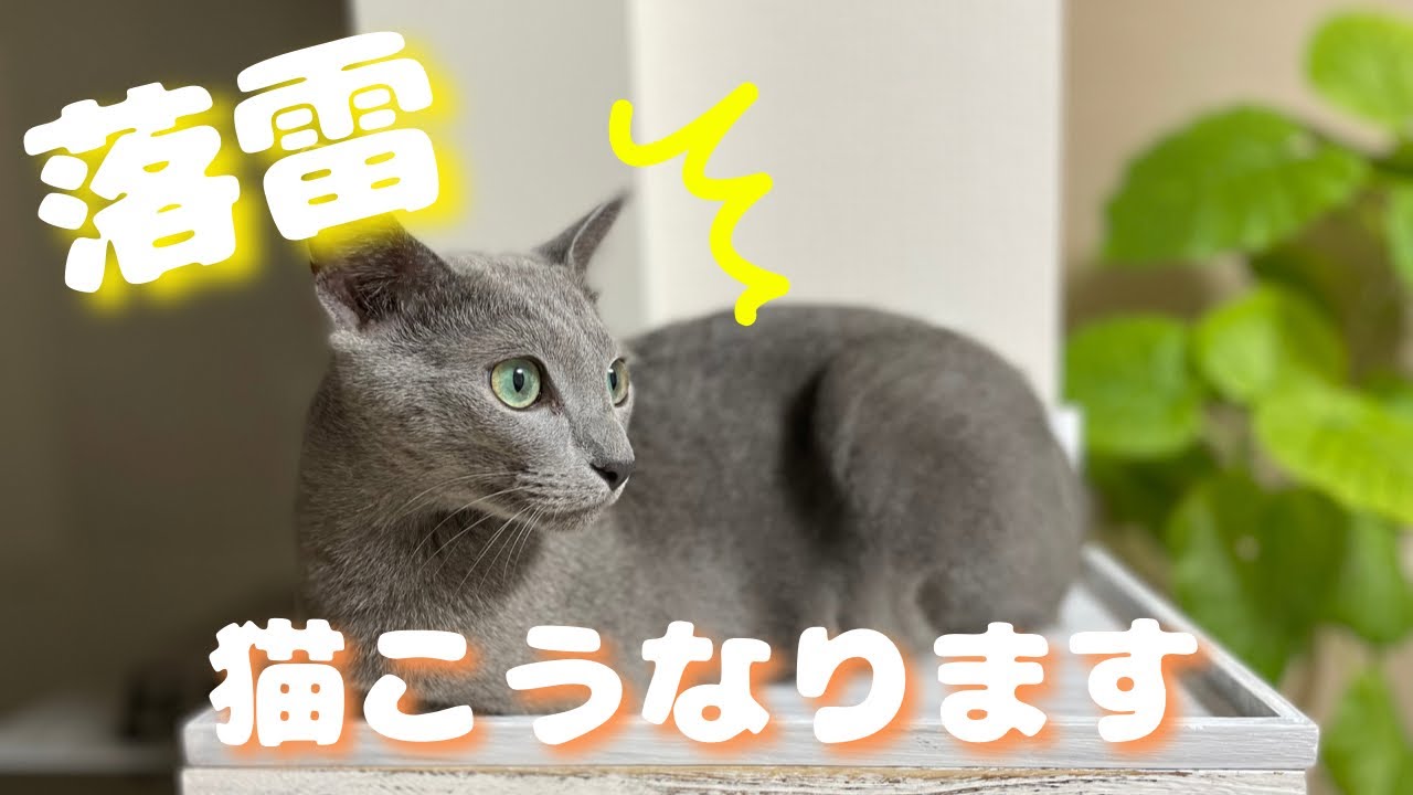 犬の倍以上聴覚のいい猫に『激しい落雷』は拷問ですｗ【ロシアンブルー】