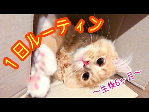 生後6ヶ月子猫の1日ルーティン【サイベリアン 】