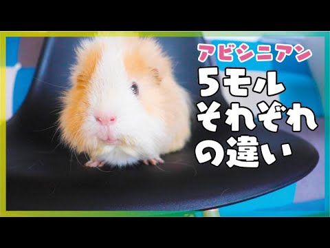 アビシニアンモルモット５モルを比較　cute guineapig