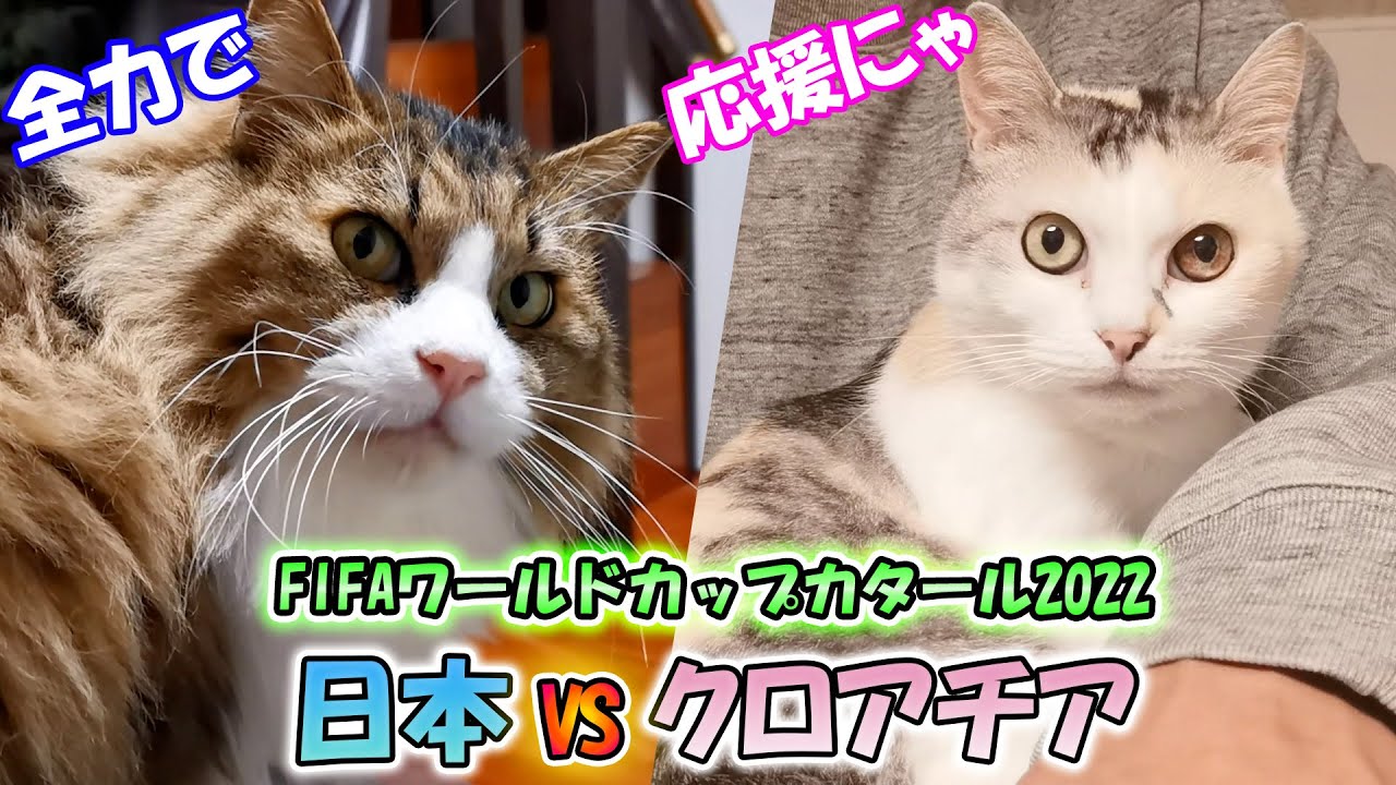 FIFAワールドカップカタール2022日本Vクロアチア戦を猫達と一緒に応援しました！選手の皆さん日本中に夢と希望と感動を与えてくれてありがとうございました！