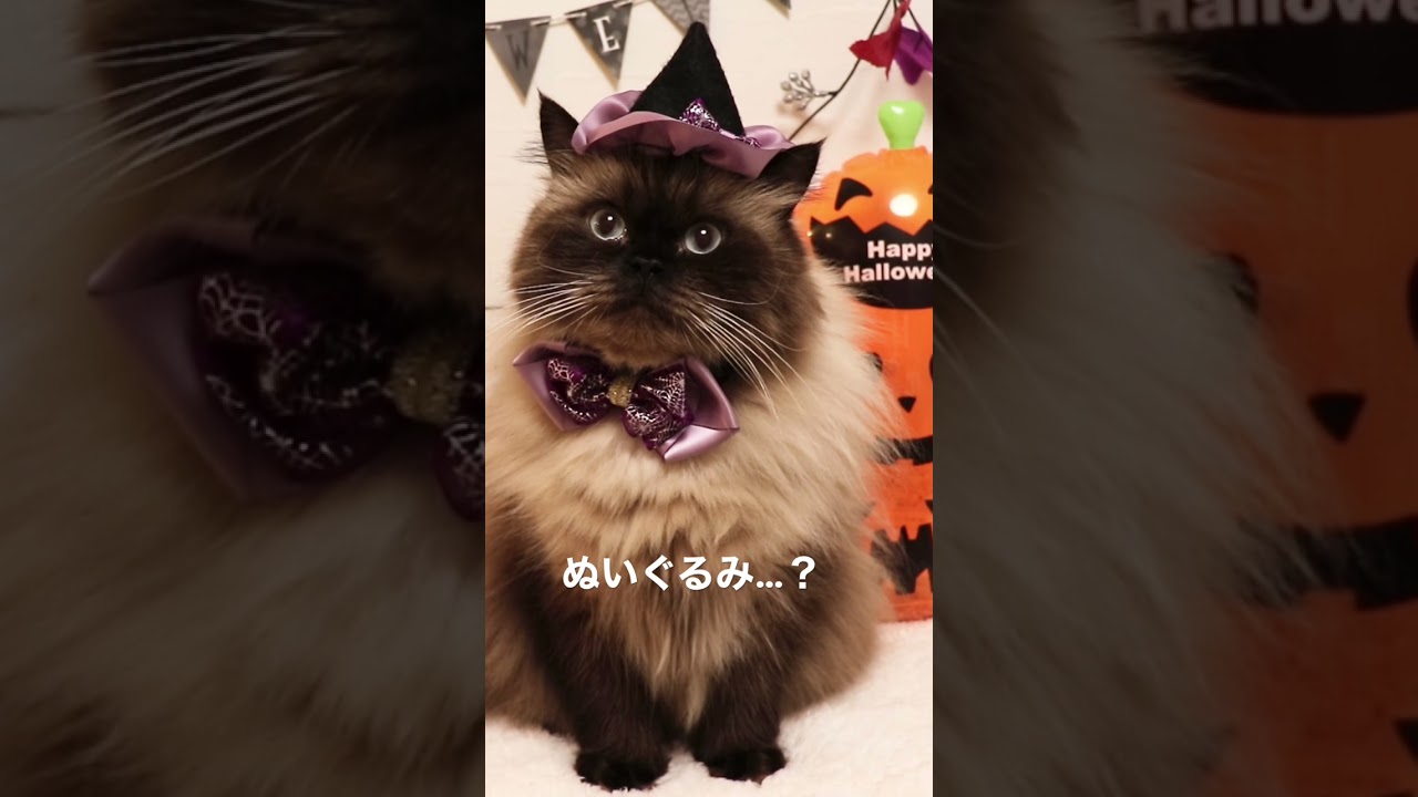 ハロウィンの衣装着せられてぬいぐるみと化す猫　#ヒマラヤン