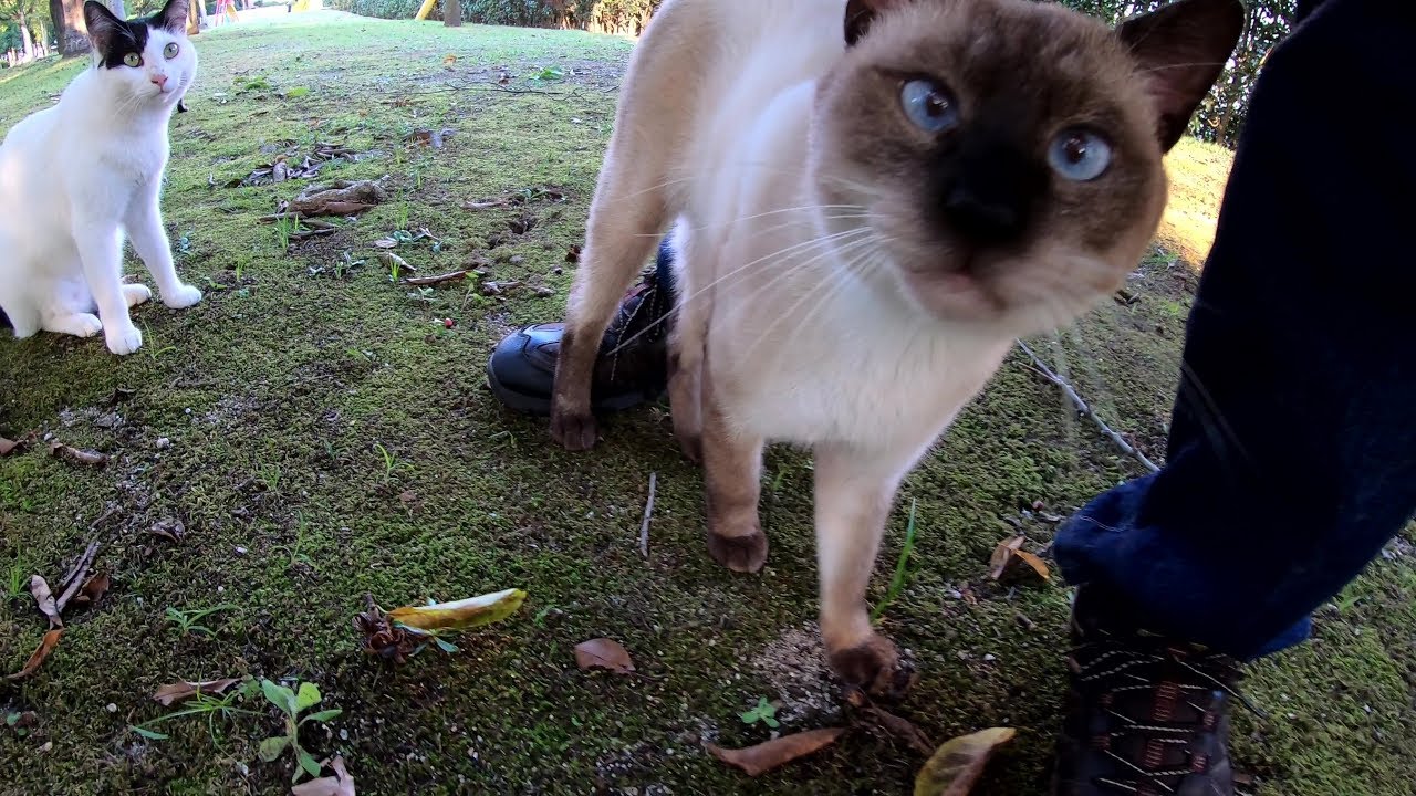 シャム猫の独占欲が凄い！他の猫を押しのけて甘えてくる