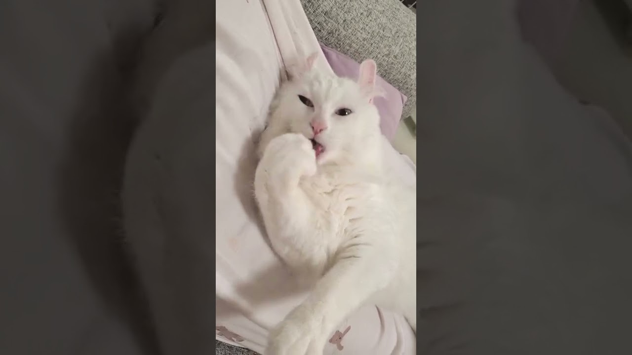 膝の上でクリームパンを食べる猫 #shorts #アメリカンカール #猫動画