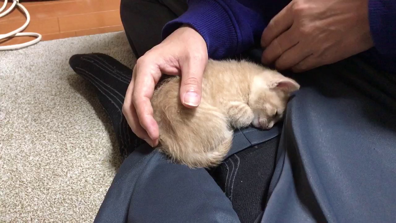 何度も膝の上に戻ってくる子猫に癒される