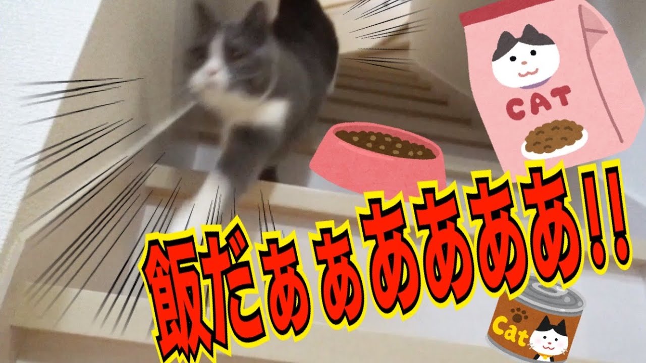 ブリティッシュショートヘアーの朝ごはんタイム
