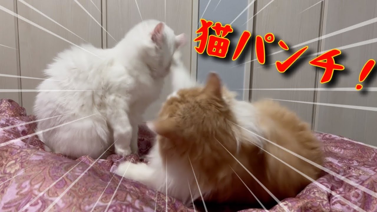 【バトル⁉︎】猫パンチされた時、おとななターキッシュアンゴラの反応がこちらw