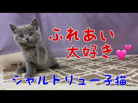 【猫に超〜癒されたいあなたへ】シャルトリュー子猫