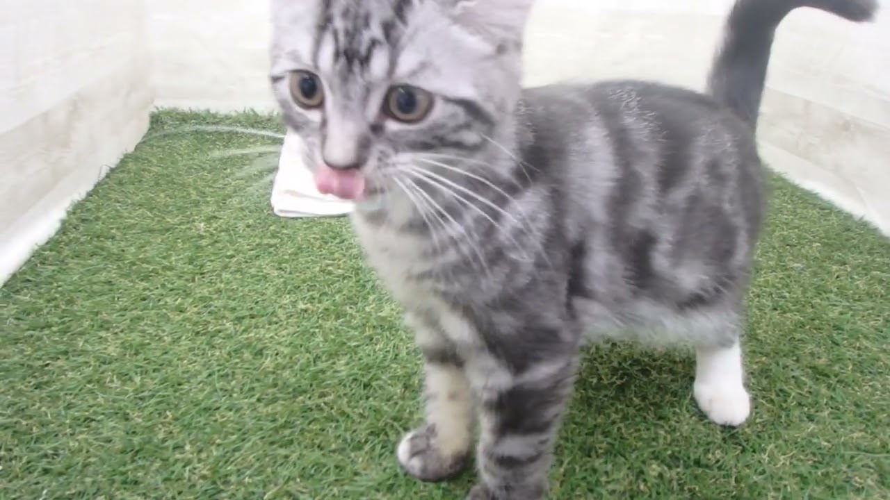 00597996 アメリカンカール