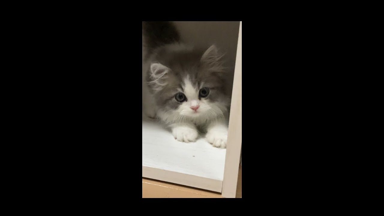 【ラガマフィン子猫】鳴き声可愛すぎる…本編は動画にて！