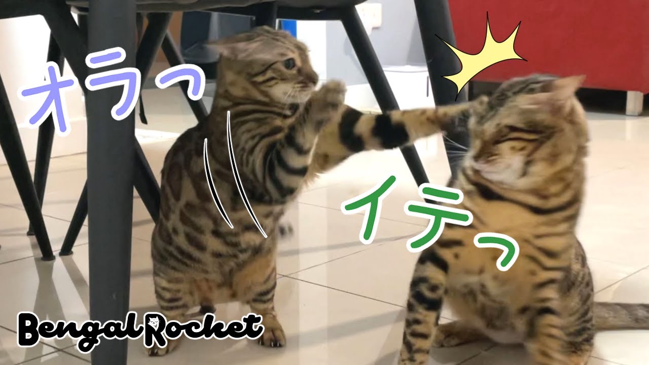 【猫パンチ】ベンガル猫の可愛い鳴き声からのまさかの喧嘩勃発 w w【ベンガルロケット】